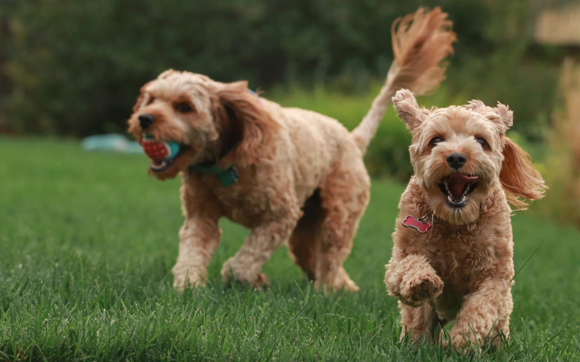 Two curly-coated apricot dogs running across a lawn, one carrying a ball
