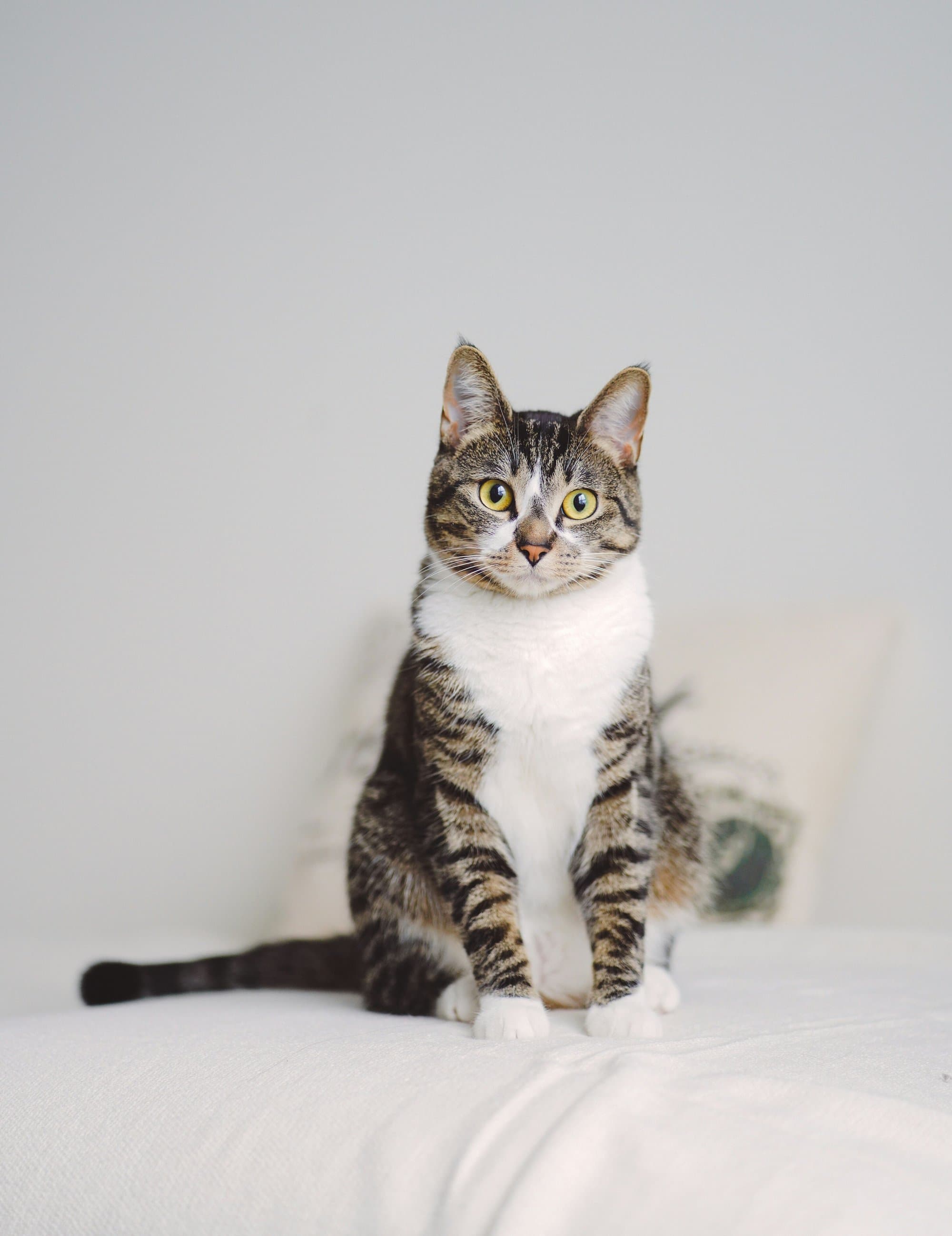 Tabby and white cat sitting on a white sofa