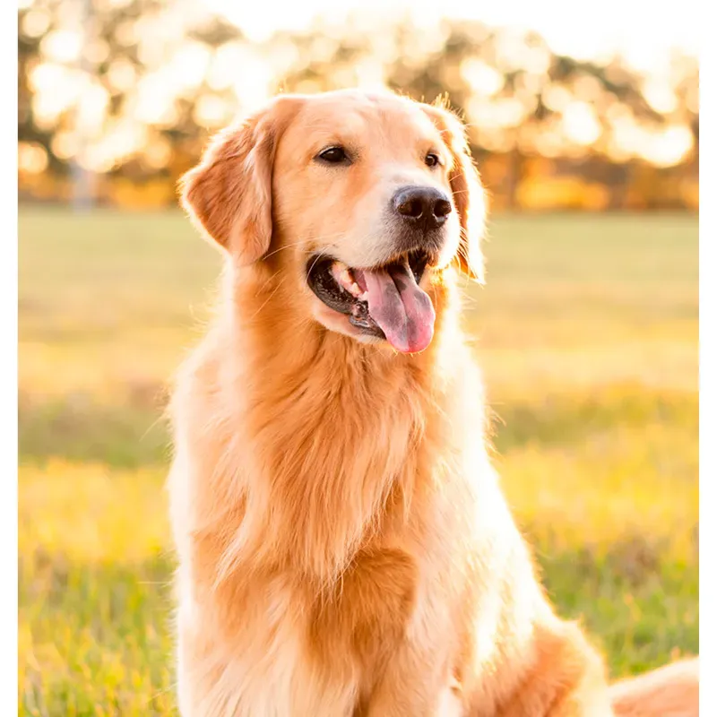 Animates — approved client photograph