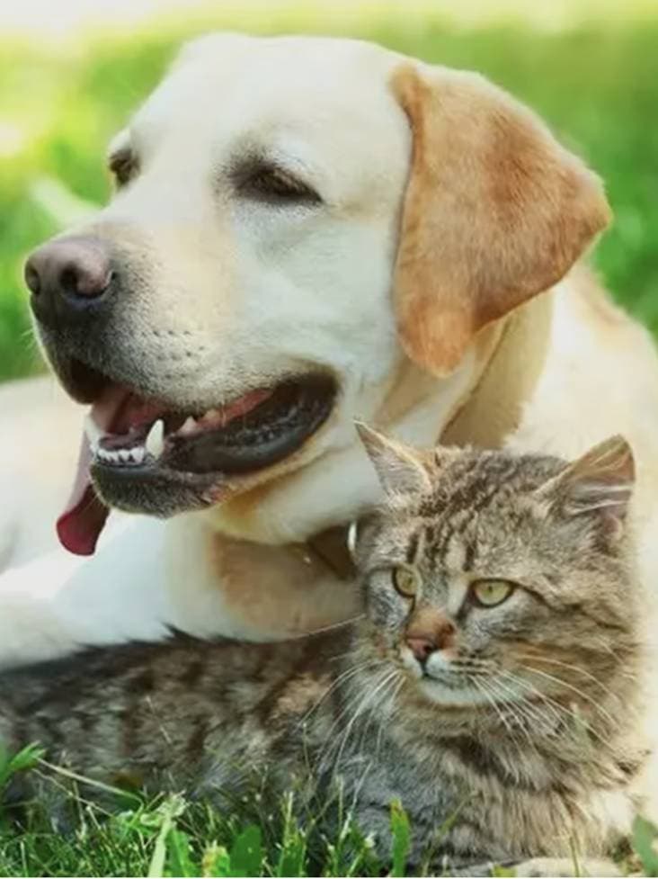 PetBarn