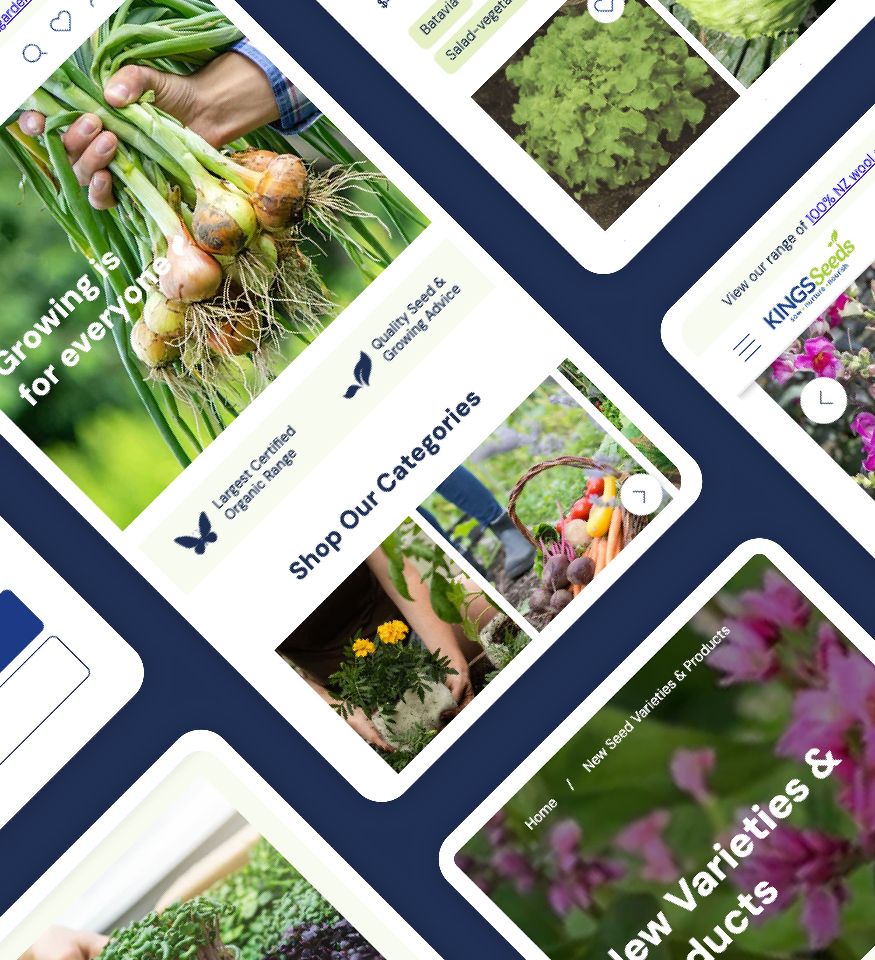 Kings Seeds project image