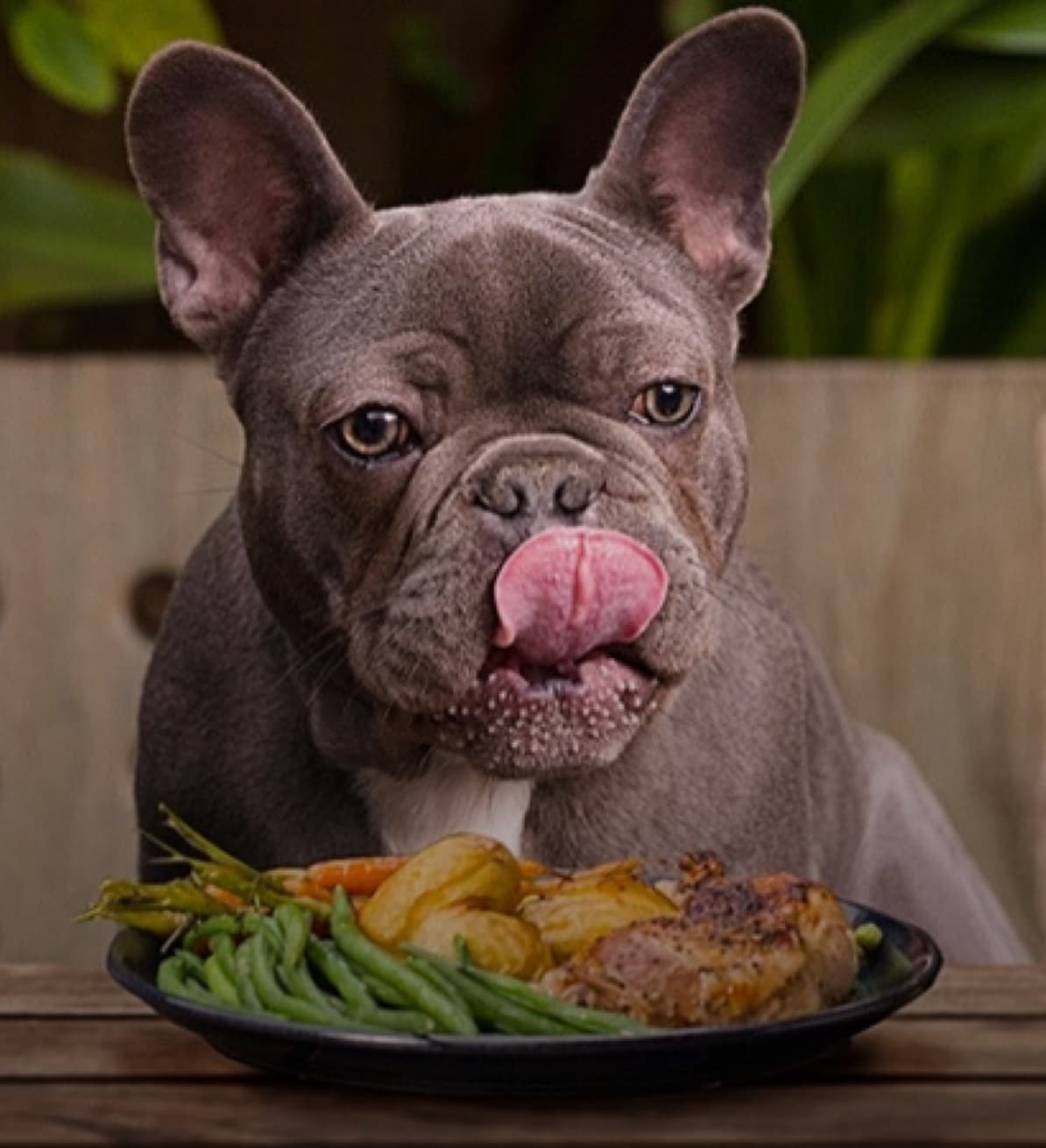 The Real Pet Food Company project image 4